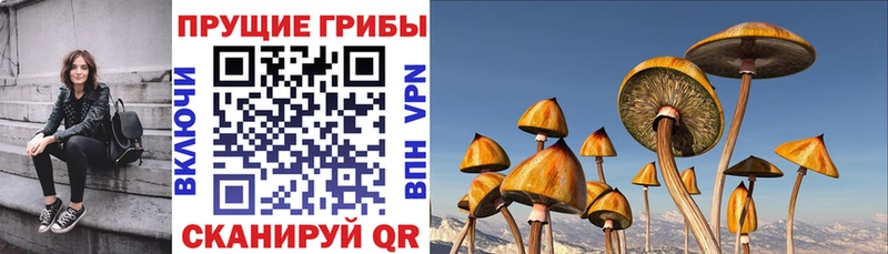 что такое   Кохма  MEGA сайт  Псилоцибиновые грибы прущие грибы 