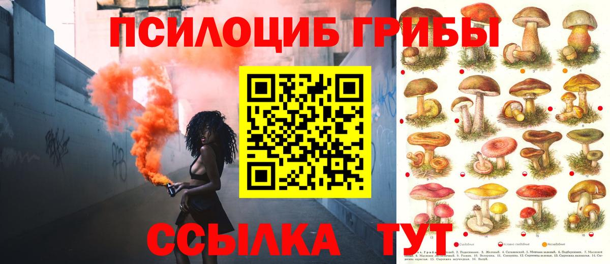 Псилоцибиновые грибы Psilocybe Кохма